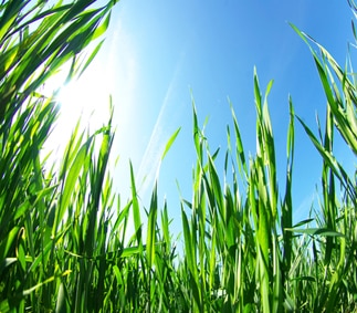Crabgrass Crusade - How to Weed Out the Unbeatable Weed