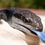 Blue Tongue Skink