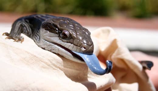 Things to do in Middle GA: Visit the Repticon Reptile Convention Things to do in Middle GA: Visit the Repticon Reptile Convention