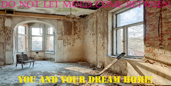 What You Need to Know about Mold when Buying or Selling a House