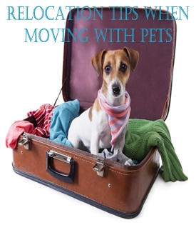 Relocation Tips when Moving with Pets Relocation Tips when Moving with Pets