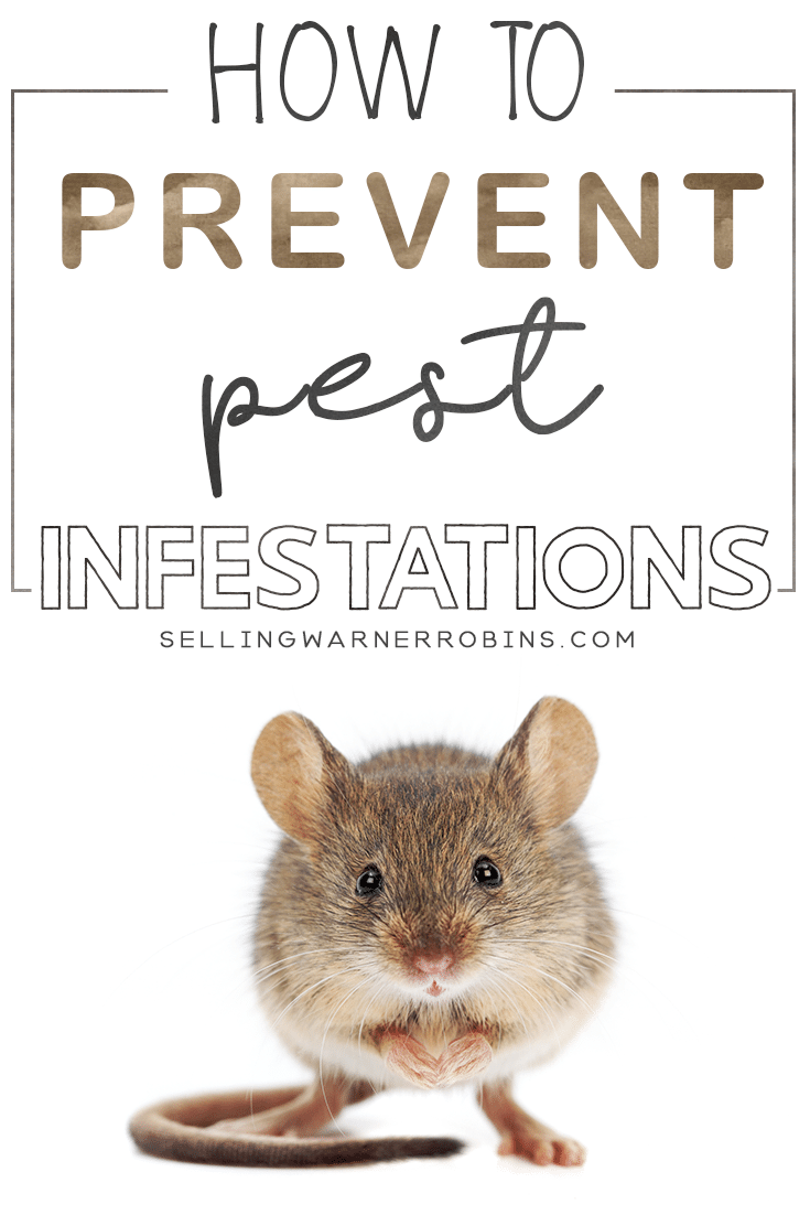 How to Prevent Home Infestations