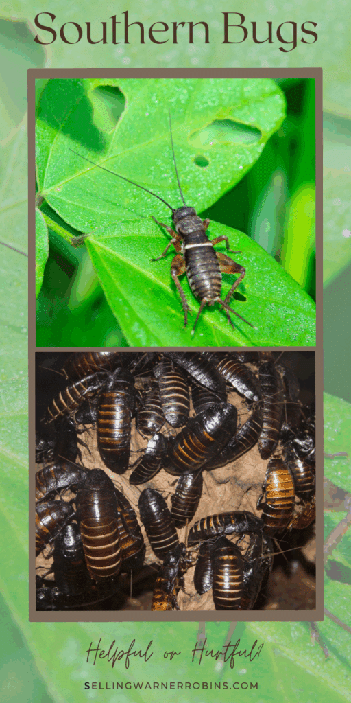Southern Bugs